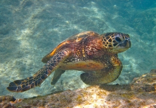  tortues des Caraïbes 